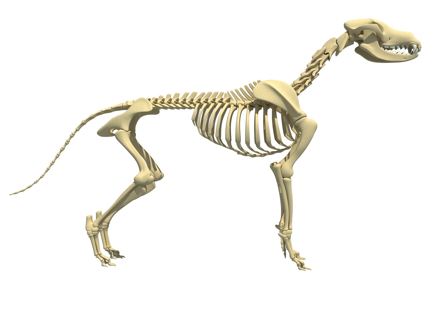 3D Model Dog Skeleton Animal - TurboSquid 1389248