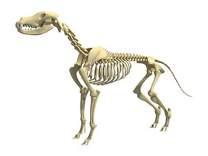 Dog Skeleton