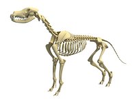 Dog Skeleton