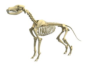 Dog Skeleton