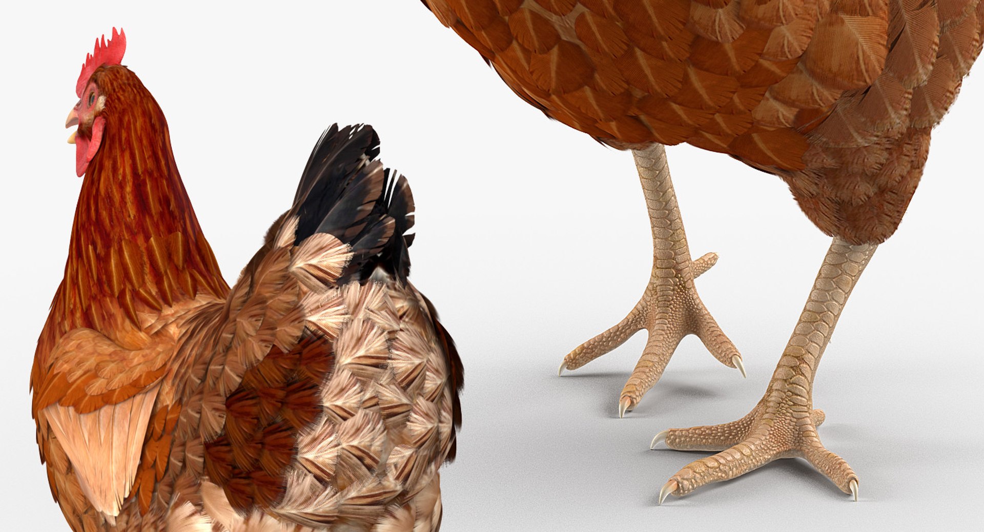 rooster chickens 3D model https://p.turbosquid.com/ts-thumb/p5/eRf1wN/7CZGrQWd/roosterandchickenscollection3dmodels17/jpg/1505242503/1920x1080/fit_q87/c2758291c3912b6d6732ad27a417e5af3251abd0/roosterandchickenscollection3dmodels17.jpg