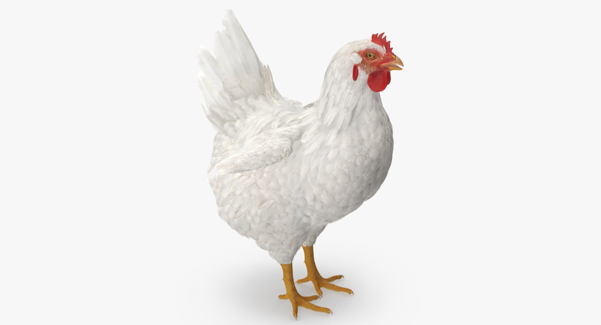 rooster chickens 3D model https://p.turbosquid.com/ts-thumb/p5/eRf1wN/9qOxnc0Z/roosterandchickenscollection3dmodels13/jpg/1505242503/1920x1080/fit_q87/b007300f8c97efdb0b586fb7b8457dada27b28ee/roosterandchickenscollection3dmodels13.jpg