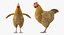 rooster chickens 3D model
