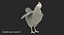 rooster chickens 3D model