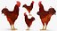 rooster chickens 3D model