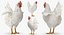 rooster chickens 3D model