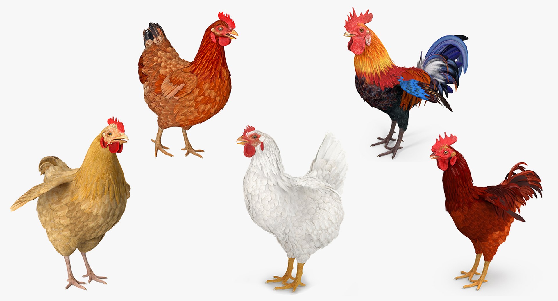 rooster chickens 3D model https://p.turbosquid.com/ts-thumb/p5/eRf1wN/VLOgMkwU/roosterandchickenscollection3dmodels01/jpg/1505242502/1920x1080/fit_q87/7dcc50cca57637d1d8dc834ef866fb8fed05fc2d/roosterandchickenscollection3dmodels01.jpg
