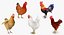rooster chickens 3D model