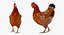 rooster chickens 3D model