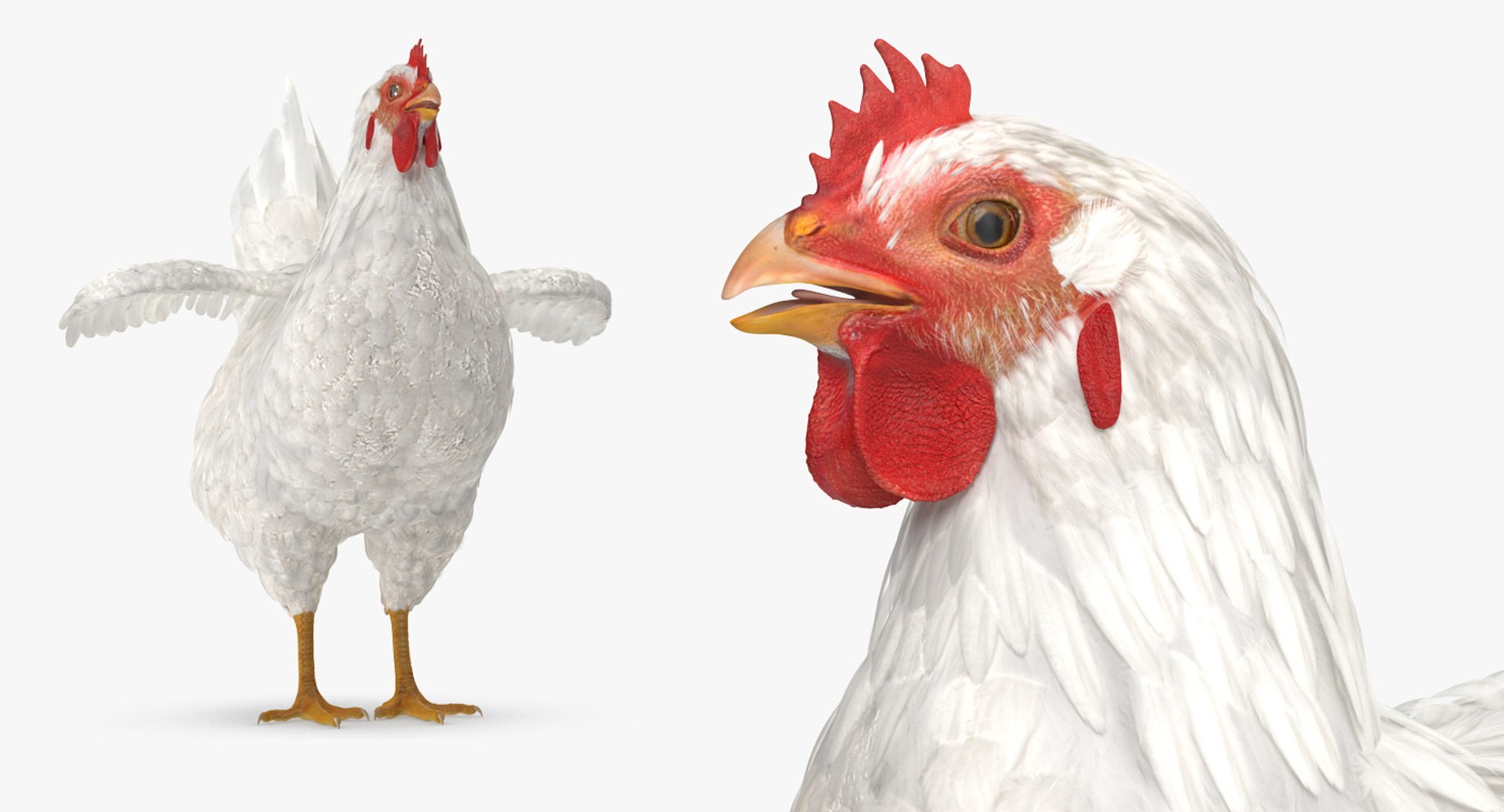 rooster chickens 3D model https://p.turbosquid.com/ts-thumb/p5/eRf1wN/ja69Q4QM/roosterandchickenscollection3dmodels15/jpg/1505242503/1920x1080/fit_q87/93bd4122039f0938a16f44024dbbe4d7fe94fb4a/roosterandchickenscollection3dmodels15.jpg