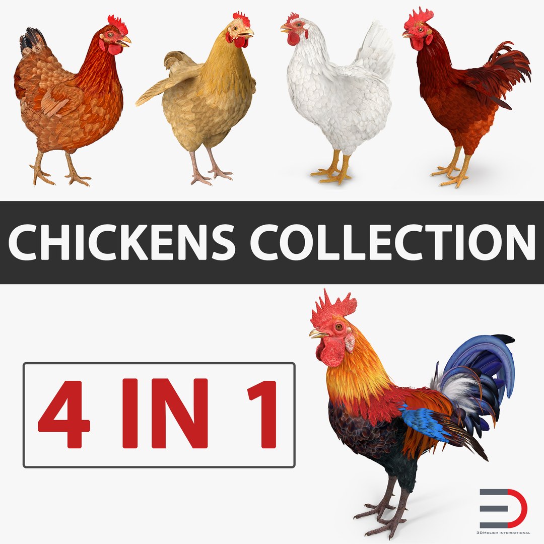 rooster chickens 3D model https://p.turbosquid.com/ts-thumb/p5/eRf1wN/sxVLLbUu/roosterandchickenscollection3dmodels00/jpg/1505242502/1920x1080/fit_q87/cc9e6c5bf9906c66fb0c22b05fa6e512f11c220e/roosterandchickenscollection3dmodels00.jpg