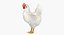 rooster chickens 3D model