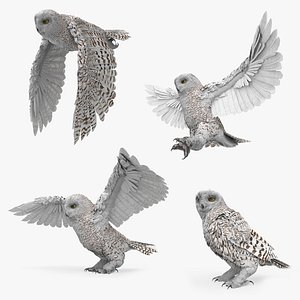 Wild Snowy Owl Animated Rigged For Blender Collection model
