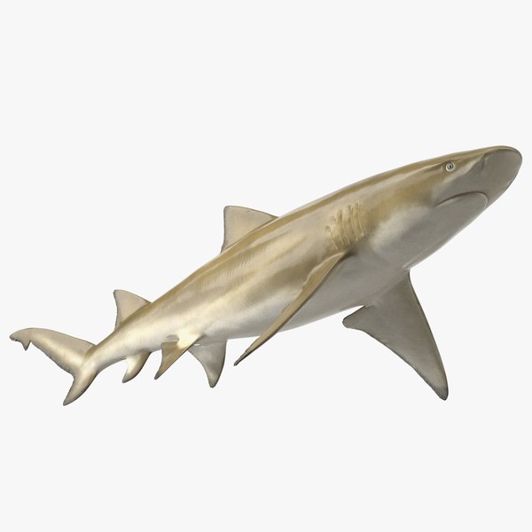 Sharptooth Lemon Shark 3D model