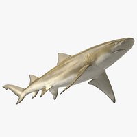 Sharptooth Lemon Shark