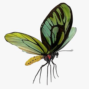 queen alexandras birdwing butterfly 3D