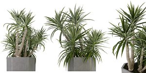 3D Collection plant vol 321 - blender model