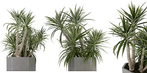 Collection plant vol 321 - blender