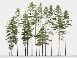 3D model pack realistic pines