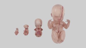 Human Fetus - Fetal Developmental Stages model