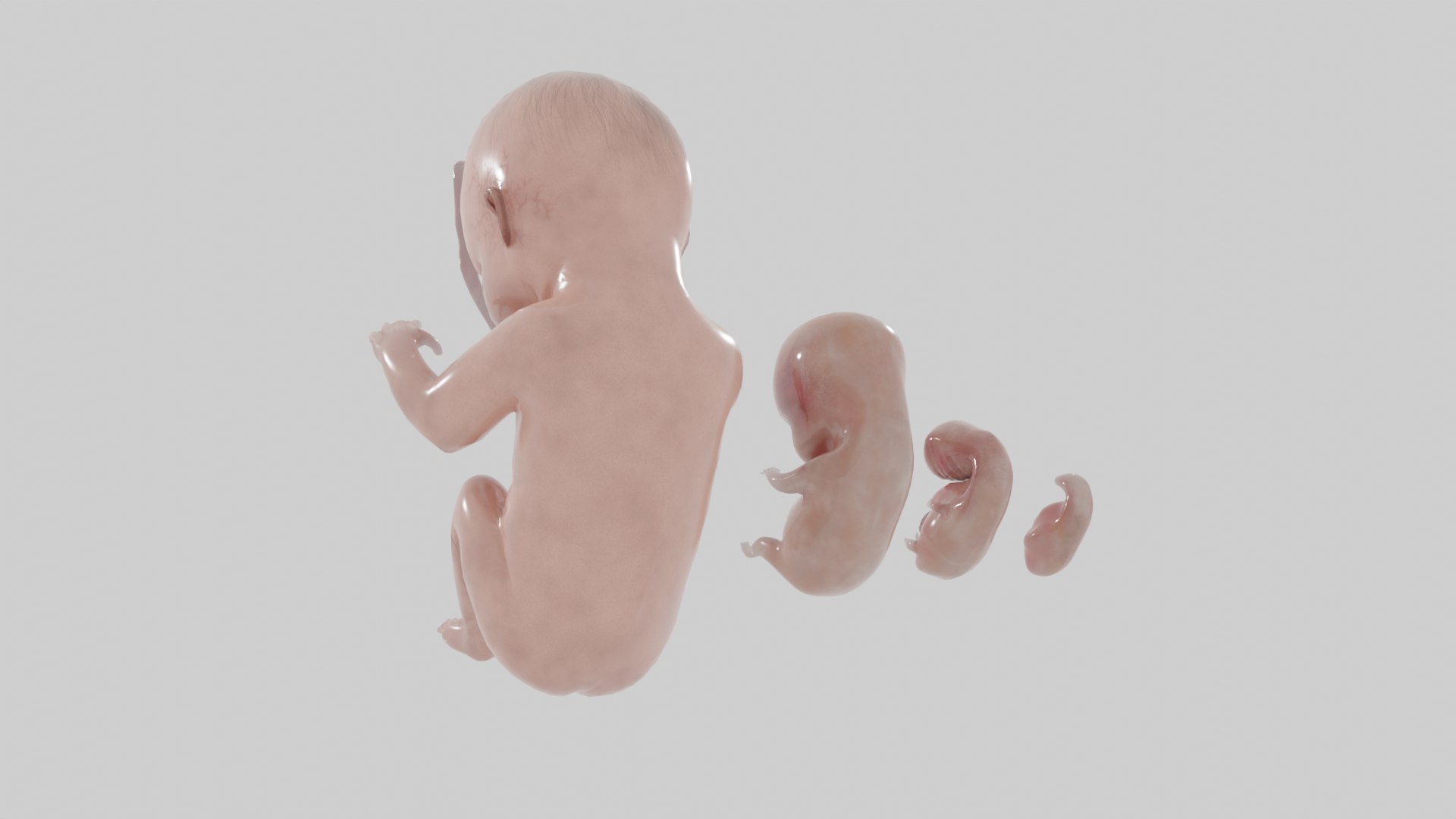 Human Fetus - Fetal Developmental Stages Model - TurboSquid 1844080