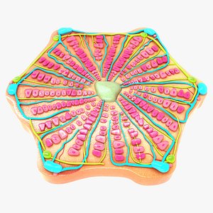 hepatic lobule 3D model