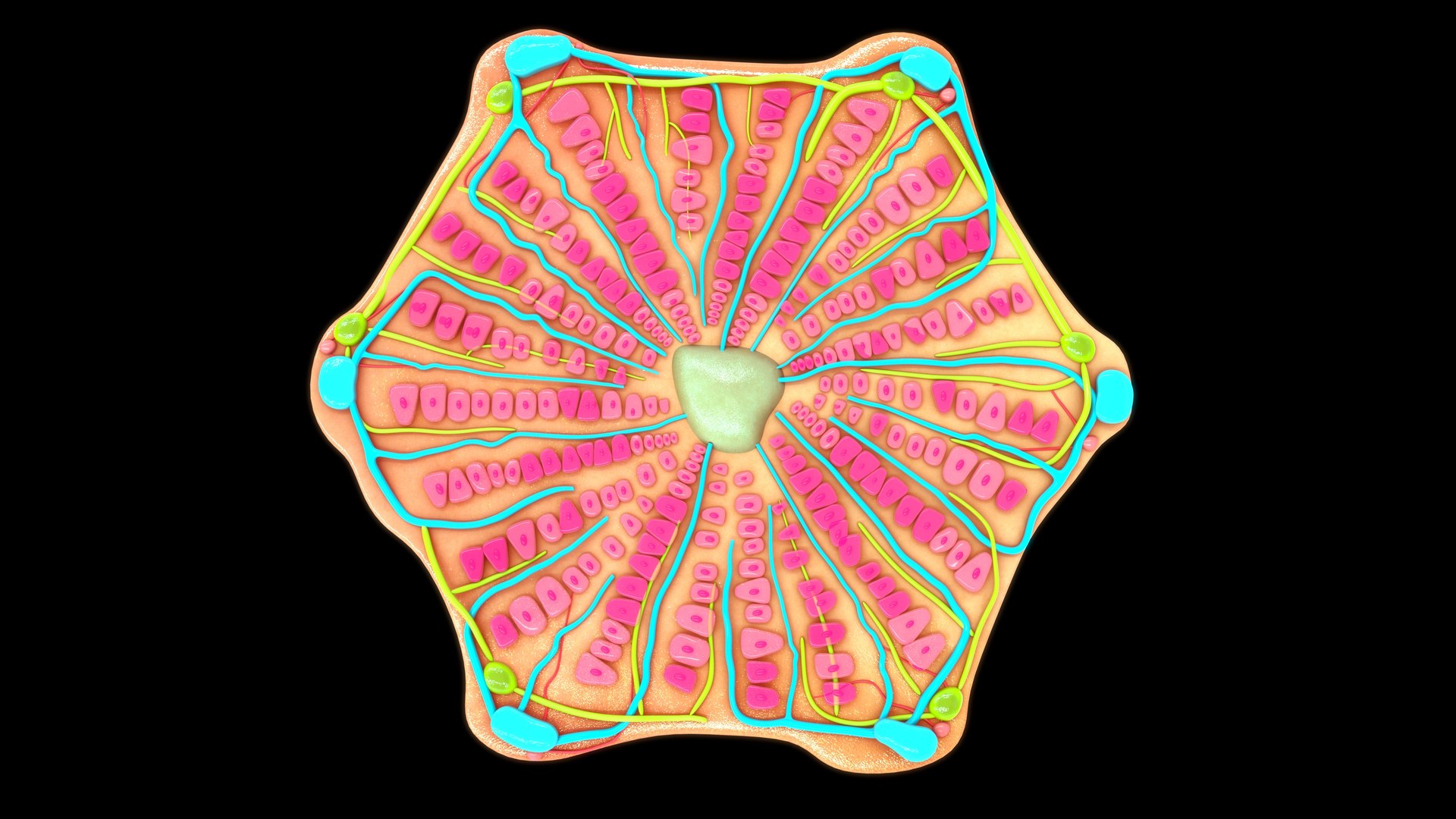 Hepatic Lobule 3D Model - TurboSquid 2189279