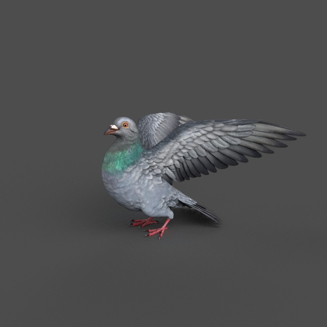 Pigeon Rigged 3D Model - TurboSquid 1212992