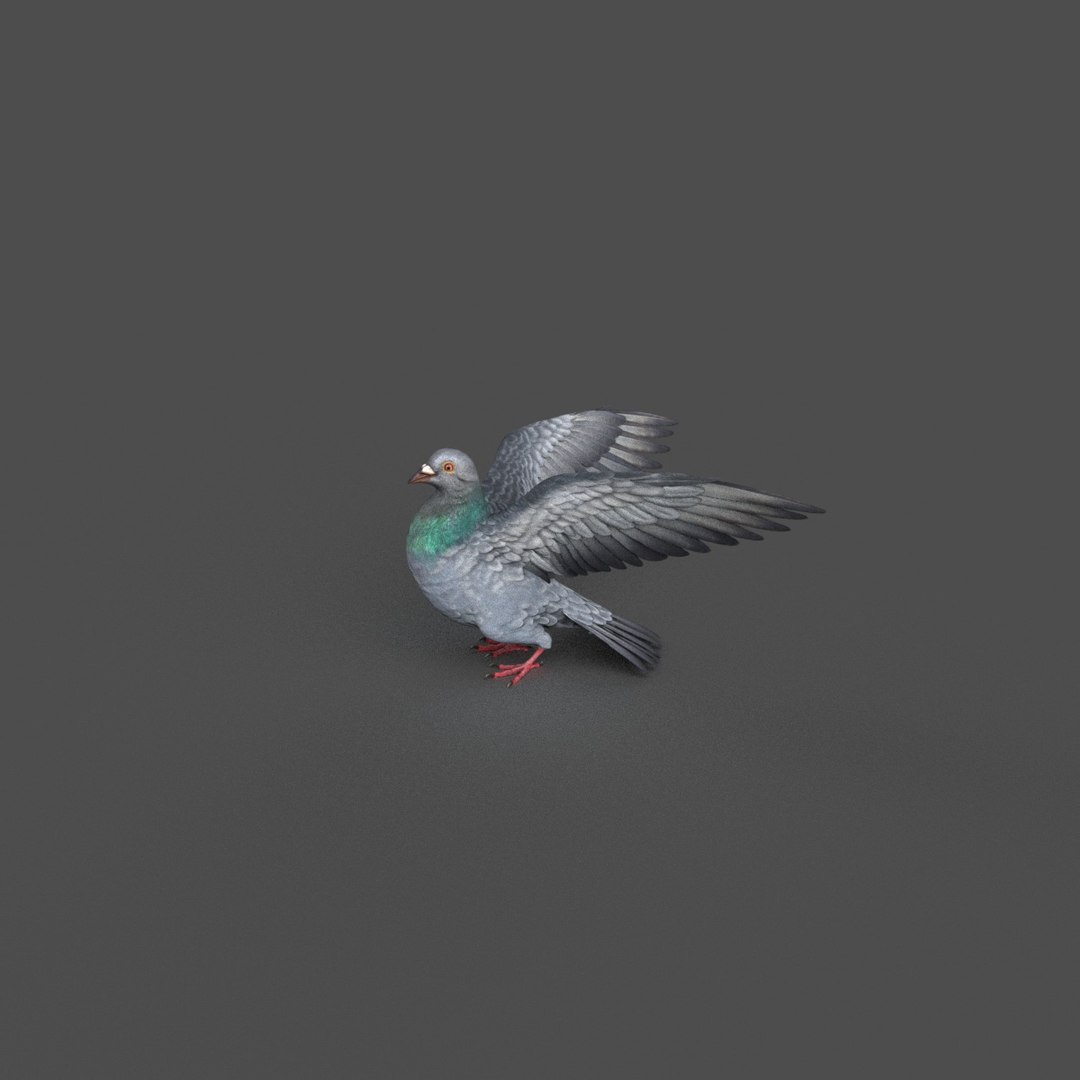 Pigeon Rigged 3D Model - TurboSquid 1212992