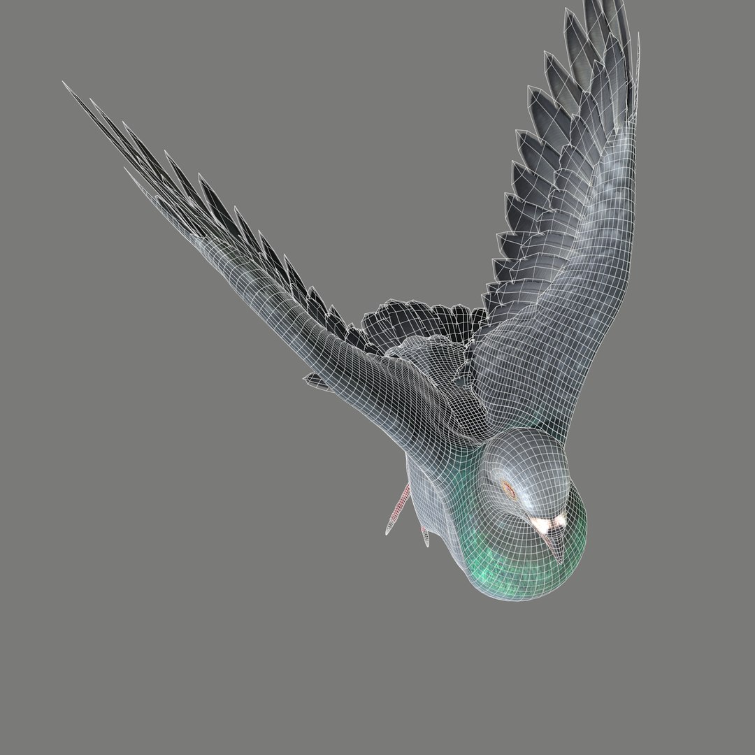 Pigeon Rigged 3D Model - TurboSquid 1212992