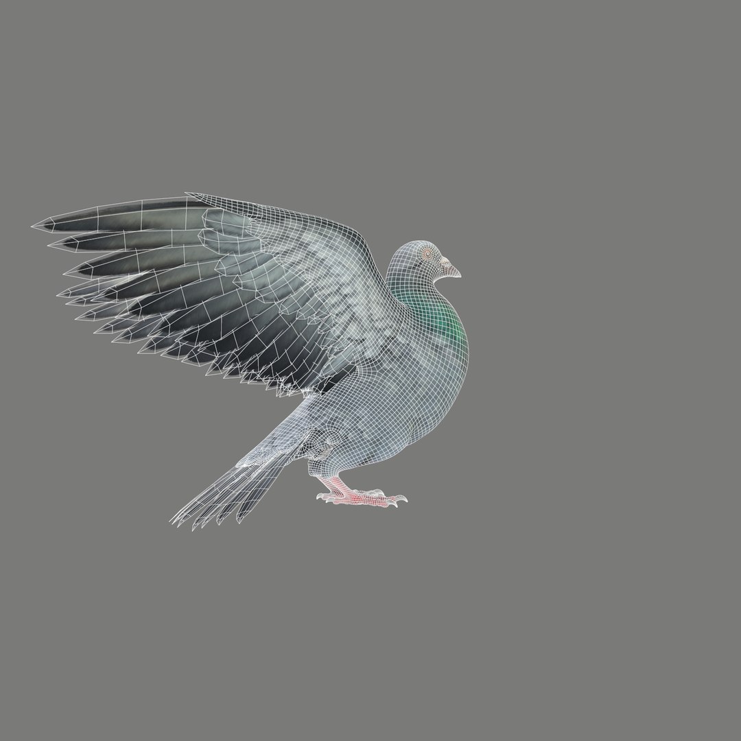Pigeon Rigged 3D Model - TurboSquid 1212992