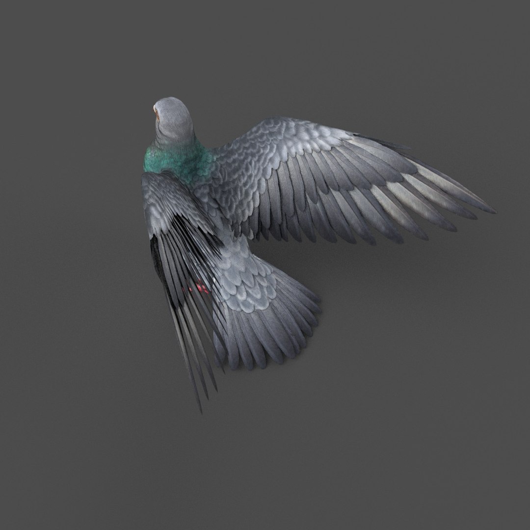 Pigeon Rigged 3D Model - TurboSquid 1212992