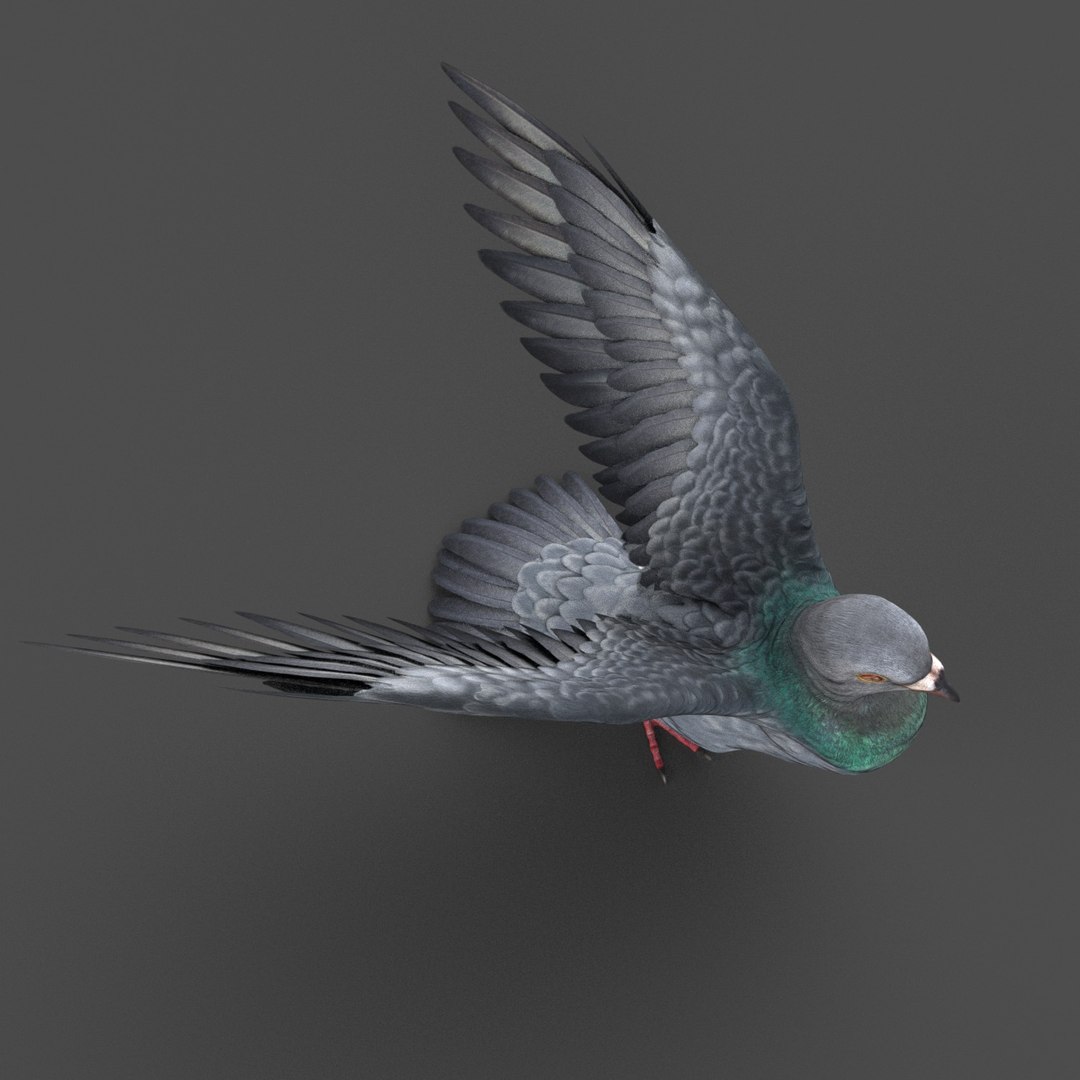 Pigeon Rigged 3D Model - TurboSquid 1212992