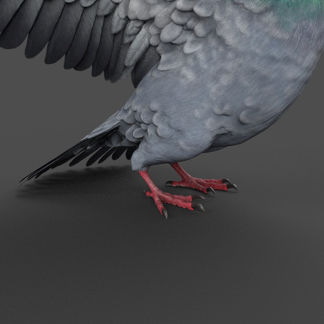 Pigeon Rigged 3D Model - TurboSquid 1212992