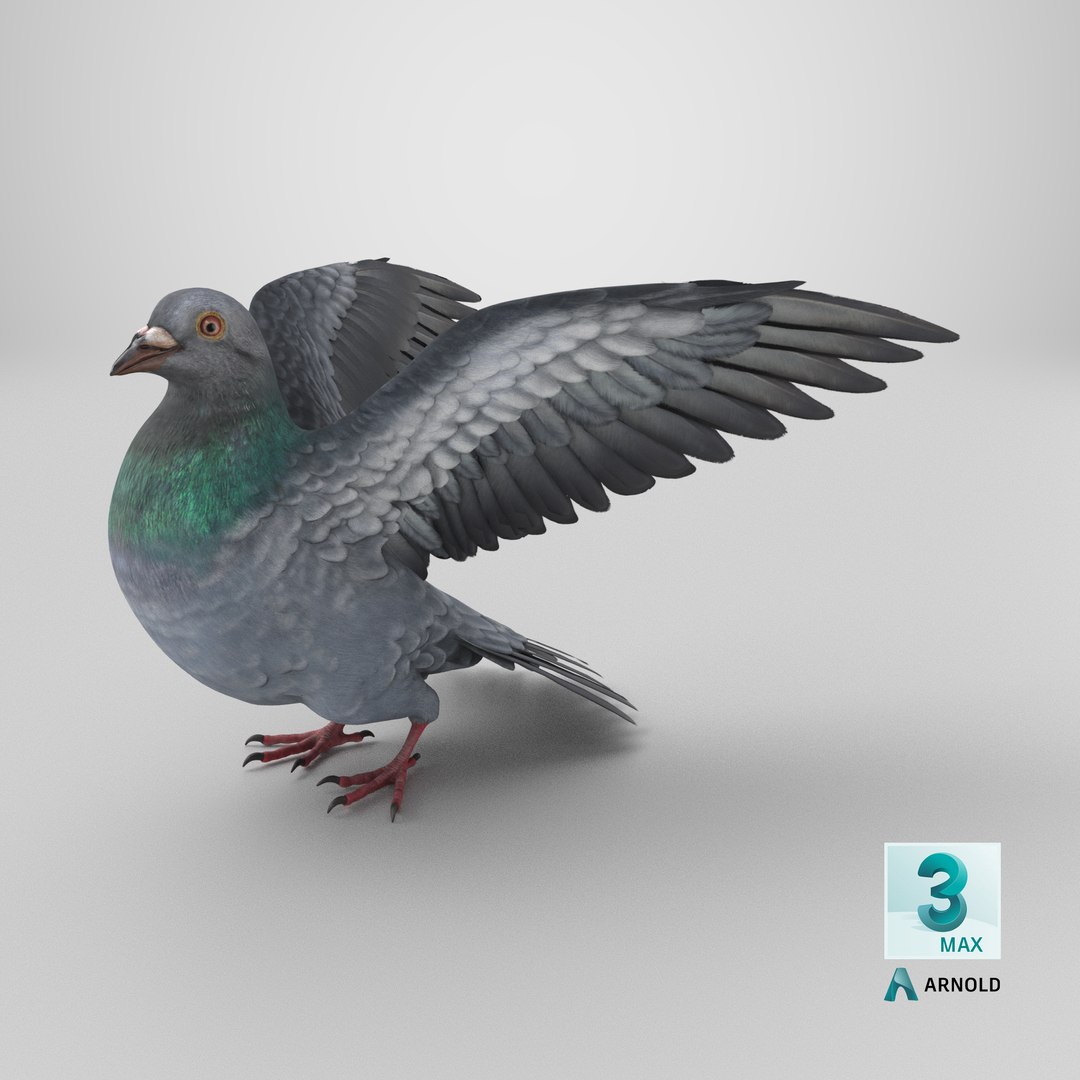 Pigeon Rigged 3D Model - TurboSquid 1212992