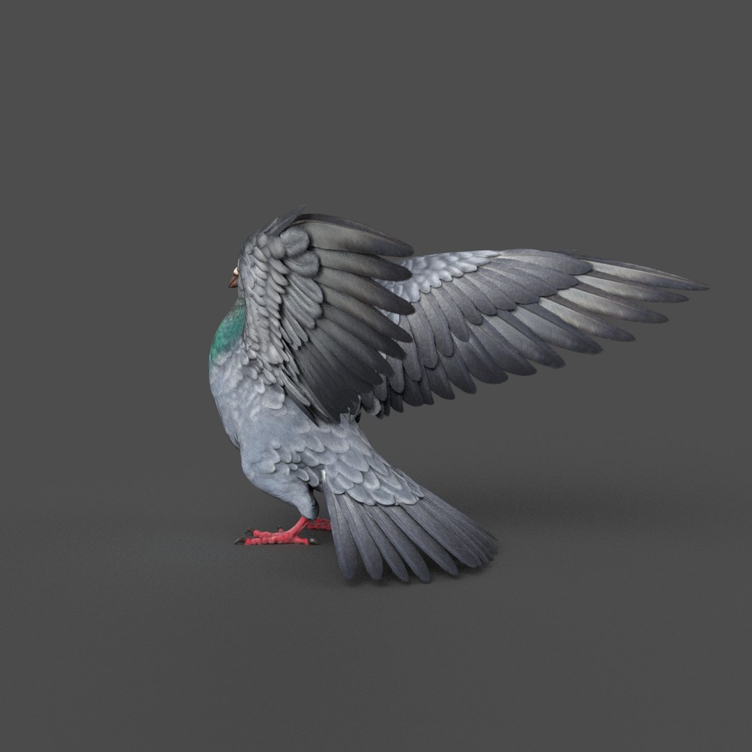 Pigeon Rigged 3D Model - TurboSquid 1212992