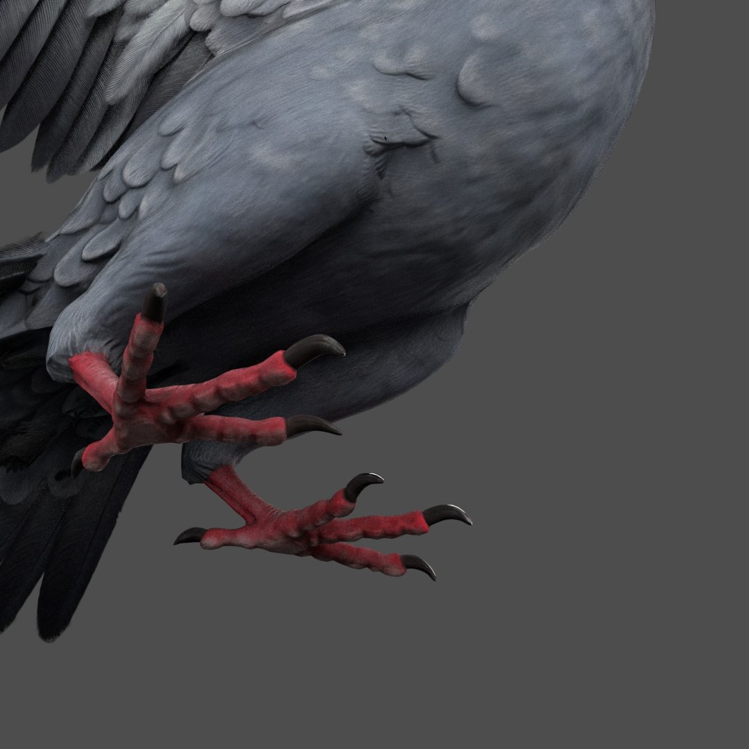 Pigeon rigged 3D model - TurboSquid 1212992