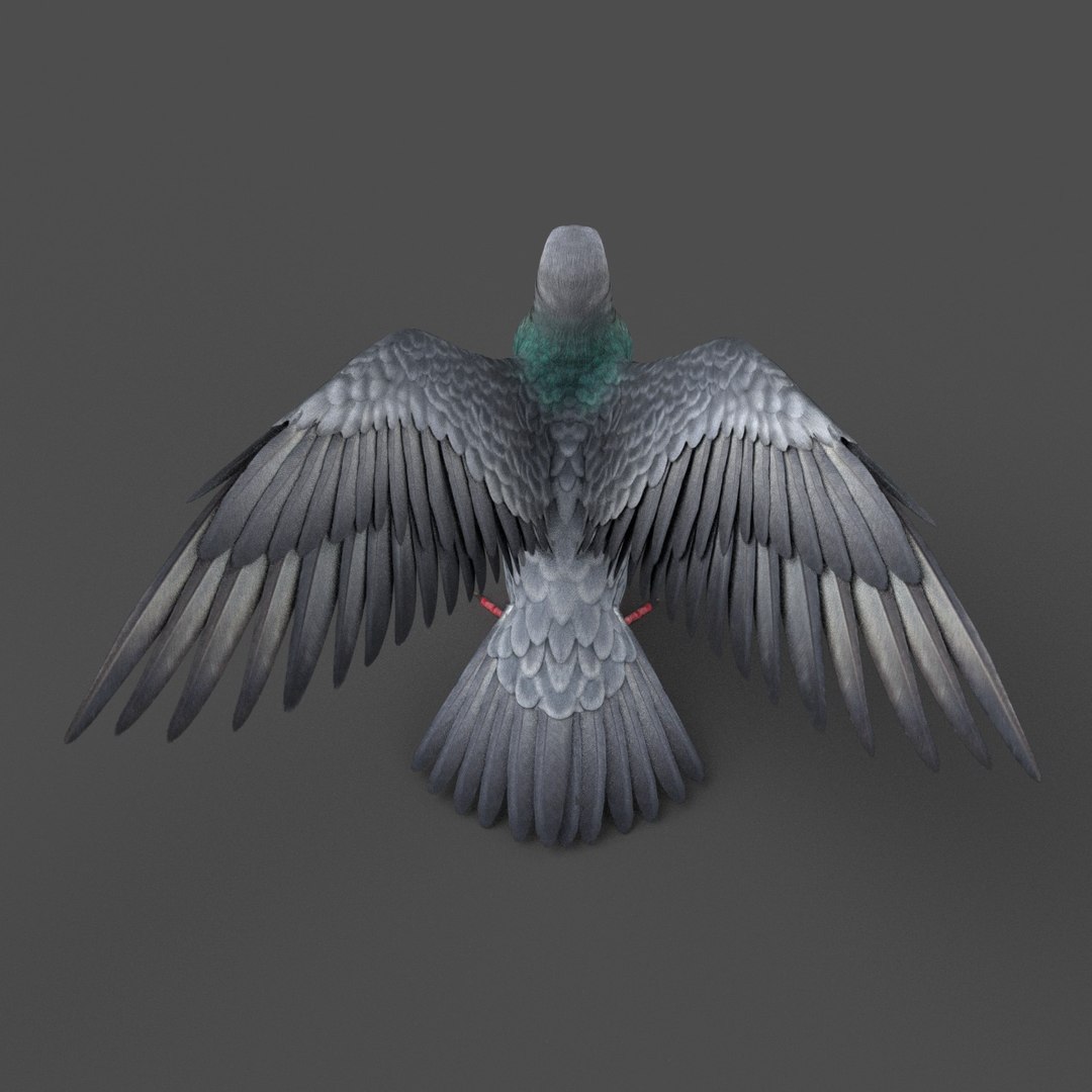 Pigeon Rigged 3D Model - TurboSquid 1212992