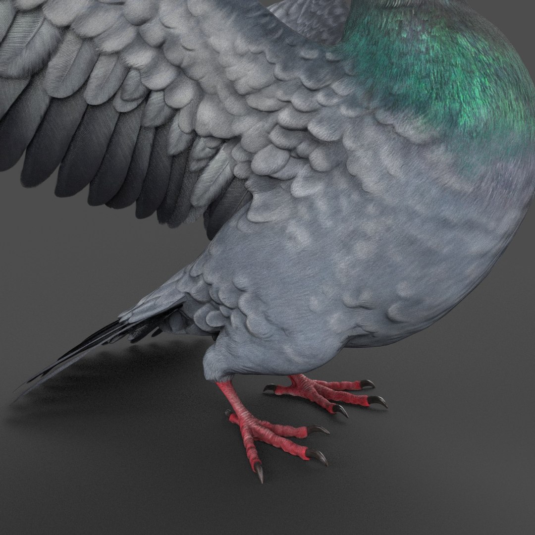 Pigeon Rigged 3D Model - TurboSquid 1212992
