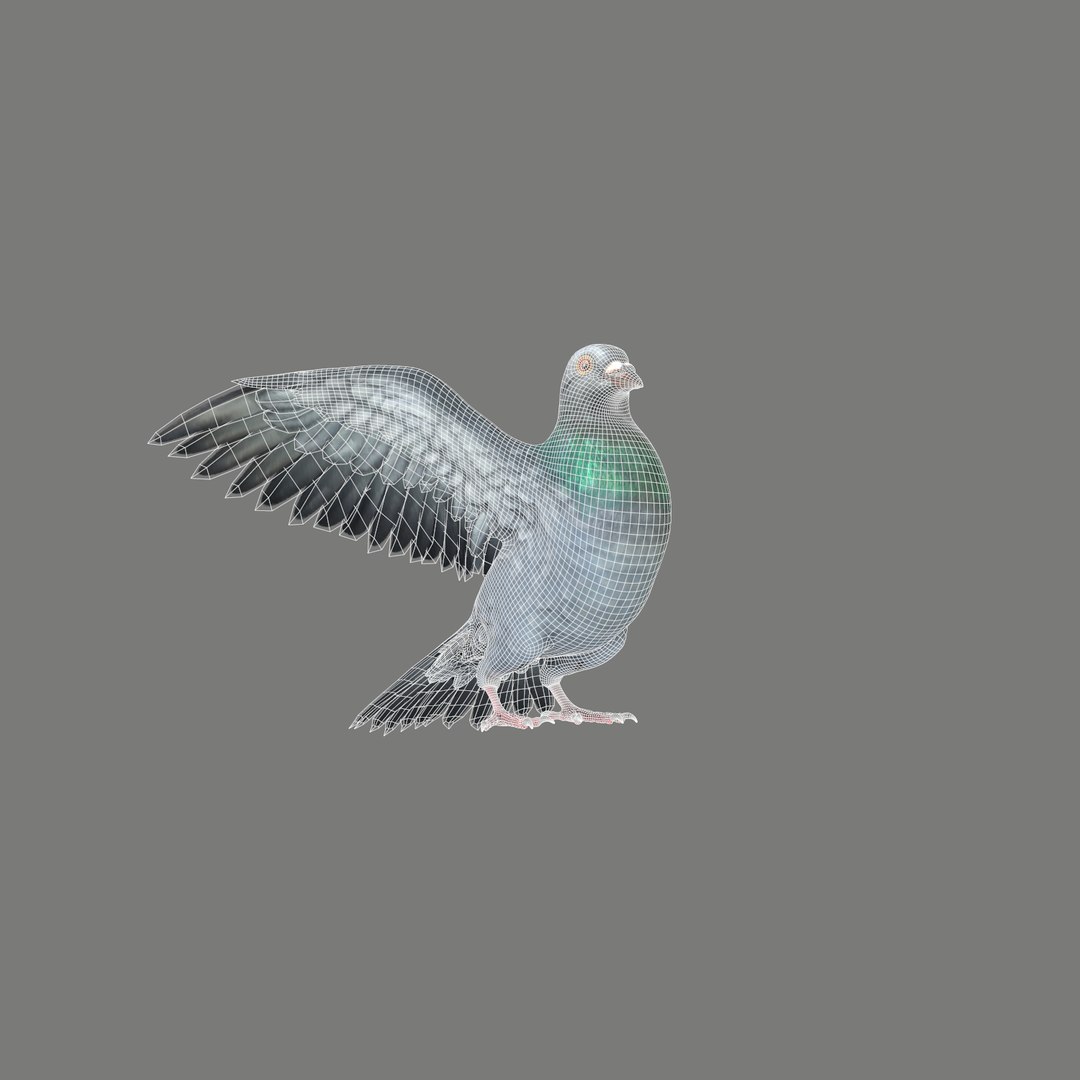 Pigeon Rigged 3D Model - TurboSquid 1212992
