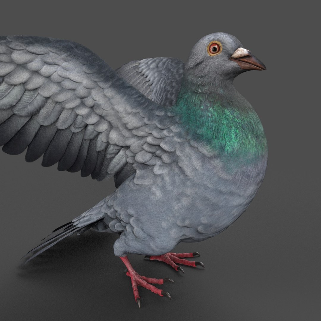 Pigeon Rigged 3D Model - TurboSquid 1212992