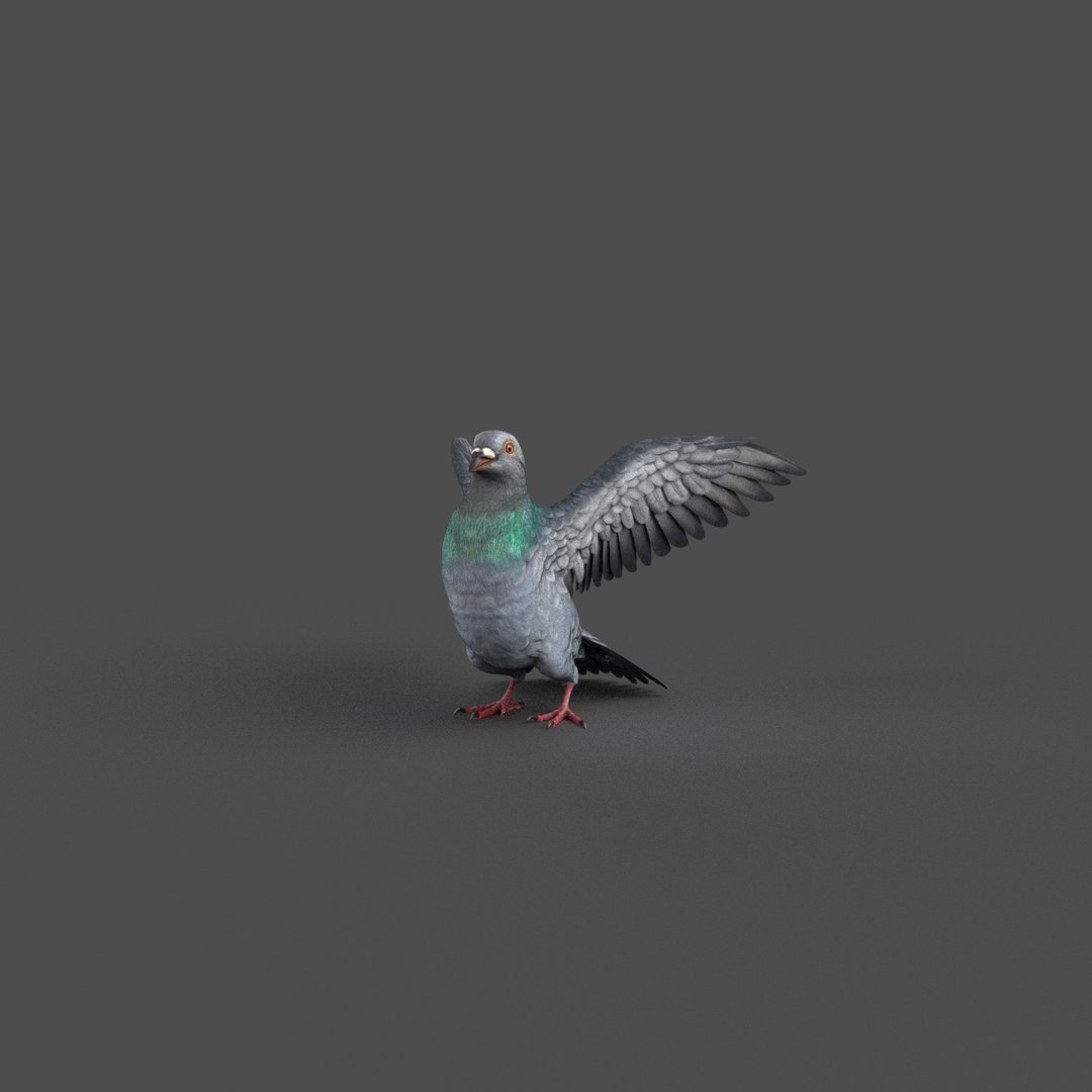 Pigeon Rigged 3D Model - TurboSquid 1212992