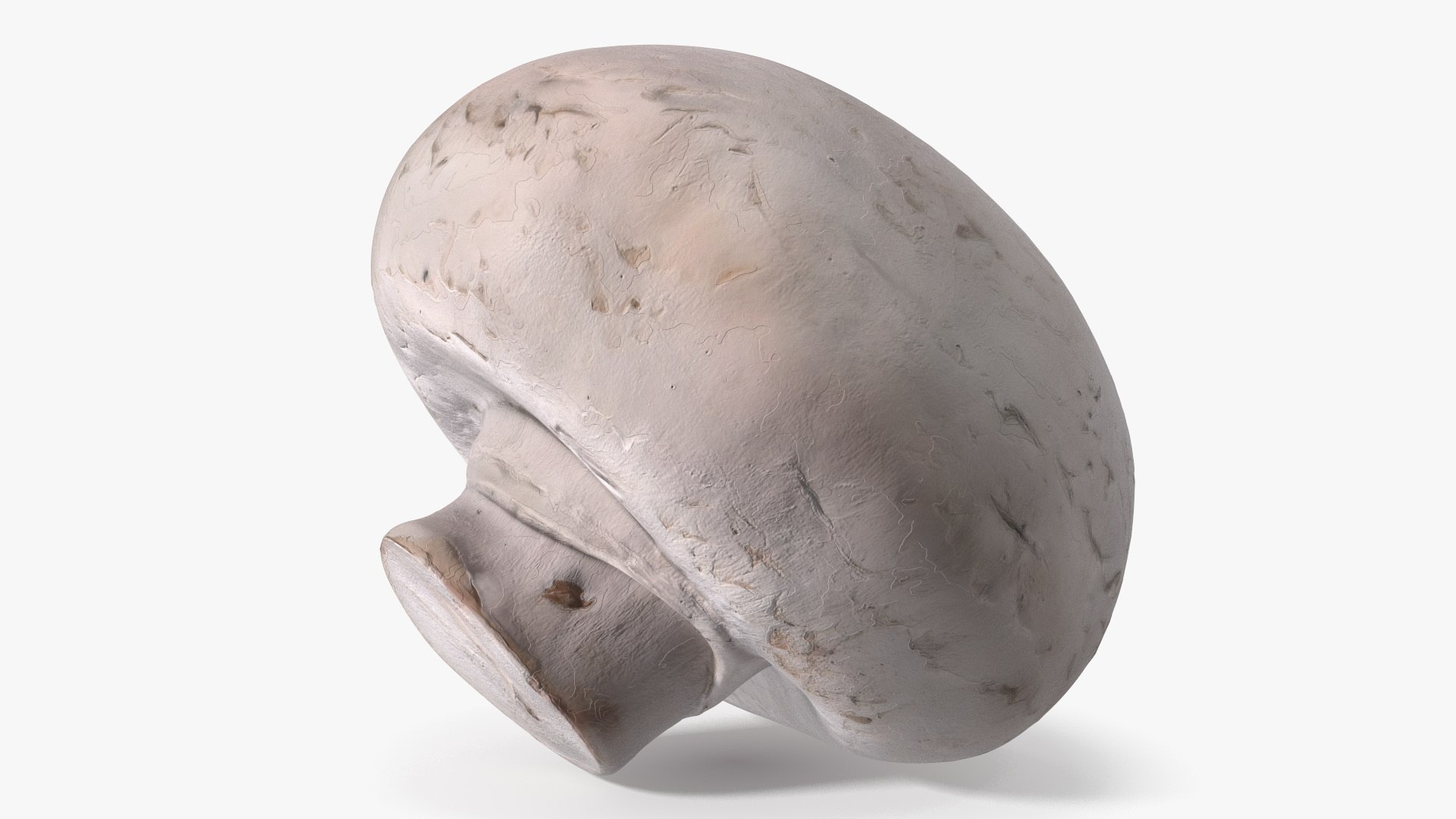 White Portobello Mushroom 3D model preview