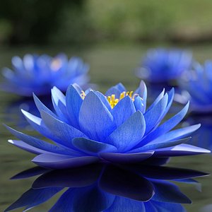 3D model Nymphaea Siam Blue Purple