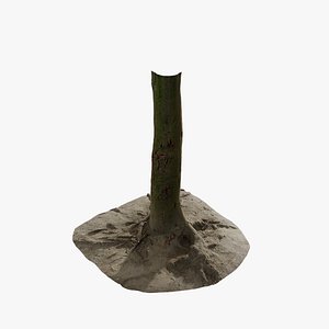 Anydrafts Cinnamomum burmannii Trunk 22 3d model
