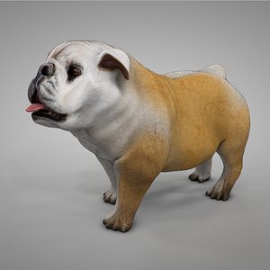 3D british bulldog white big