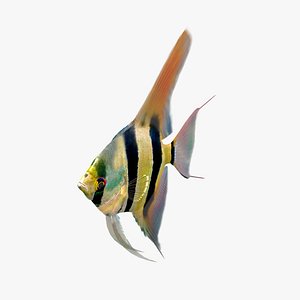 Angelfish Pt Altum