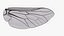 Insect Wing