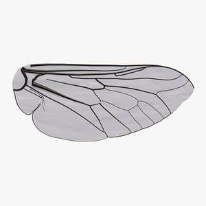 Insect Wing