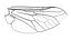 Insect Wing